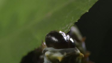 Close up of a Caterpillar eating a leaf