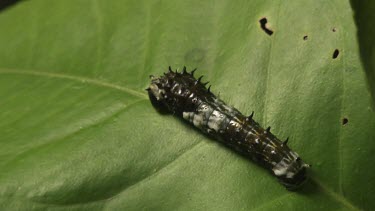 Striped Caterpillar on a leaf