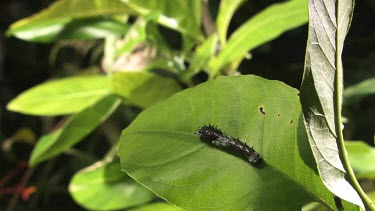 Striped Caterpillar on a leaf