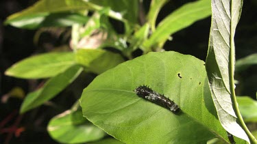 Striped Caterpillar on a leaf