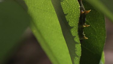 Orchard Swallowtail Butterfly Caterpillar eating a leaf