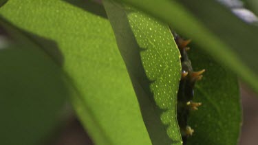 Orchard Swallowtail Butterfly Caterpillar eating a leaf