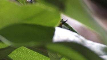 Orchard Swallowtail Butterfly Caterpillar eating a leaf
