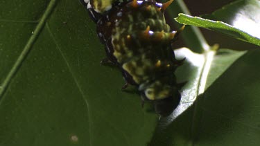 Orchard Swallowtail Butterfly Caterpillar eating a leaf