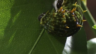 Orchard Swallowtail Butterfly Caterpillar eating a leaf