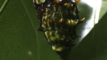Orchard Swallowtail Butterfly Caterpillar eating a leaf