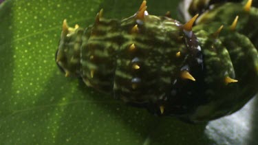 Orchard Swallowtail Butterfly Caterpillar eating a leaf