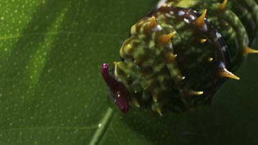 Orchard Swallowtail Butterfly Caterpillar eating a leaf