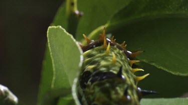 Orchard Swallowtail Butterfly Caterpillar eating a leaf