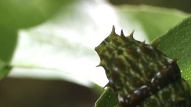 Orchard Swallowtail Butterfly Caterpillar eating a leaf