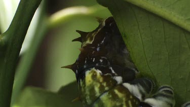 Orchard Swallowtail Butterfly Caterpillar eating a leaf