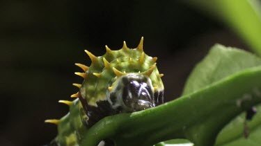 Orchard Swallowtail Butterfly Caterpillar eating a leaf