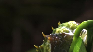 Orchard Swallowtail Butterfly Caterpillar eating a leaf