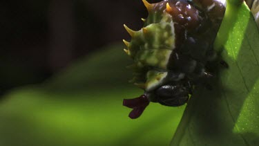 Orchard Swallowtail Butterfly Caterpillar eating a leaf