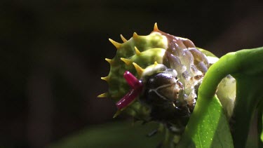 Orchard Swallowtail Butterfly Caterpillar eating a leaf