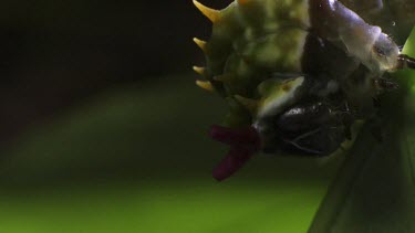 Orchard Swallowtail Butterfly Caterpillar eating a leaf