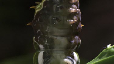 Close up of an Orchard Swallowtail Butterfly Caterpillar eating a leaf