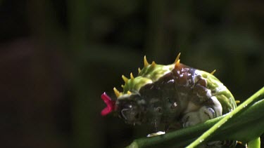 Orchard Swallowtail Butterfly Caterpillar eating a leaf