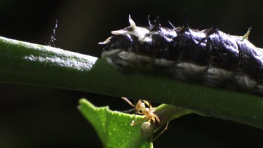 Weaver Ant and an Orchard Swallowtail Butterfly Caterpillar on a plant