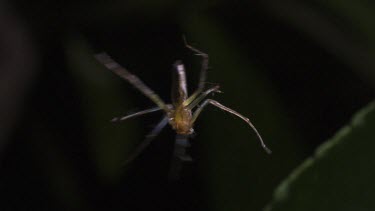Lynx Spider dangling from a thread of a web in the dark