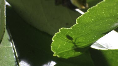 Silhouette of a Weaver Ant on a green leaf