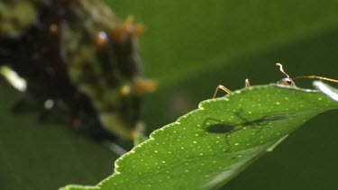 Orchard Swallowtail Butterfly Caterpillar eating a green leaf