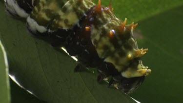 Weaver Ant and Orchard Swallowtail Butterfly Caterpillar on a plant