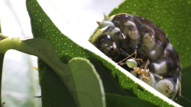 Orchard Swallowtail Butterfly Caterpillar eating a green leaf