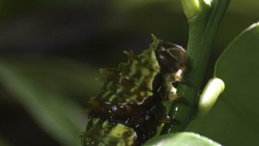 Orchard Swallowtail Butterfly Caterpillar eating a green leaf