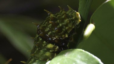 Orchard Swallowtail Butterfly Caterpillar eating a green leaf