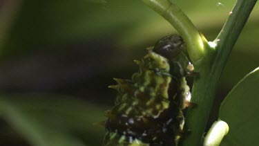 Weaver Ants and an Orchard Swallowtail Butterfly Caterpillar on a plant