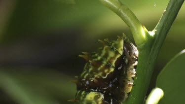 Orchard Swallowtail Butterfly Caterpillar eating a green leaf