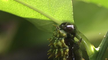 Orchard Swallowtail Butterfly Caterpillar eating a green leaf