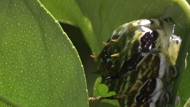 Orchard Swallowtail Butterfly Caterpillar eating a green leaf