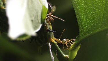 Weaver Ants attacking an Orchard Swallowtail Butterfly Caterpillar on a plant