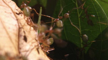 Teeming colony of Weaver Ants crawling on a plant