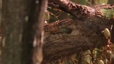 Teeming colony of Weaver Ants crawling on a plant