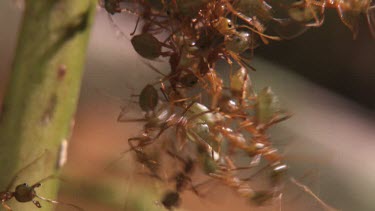 Teeming colony of Weaver Ants crawling on a plant