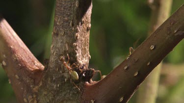 Teeming colony of Weaver Ants crawling on a plant