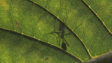 Silhouette of a Weaver Ant crawling on a leaf