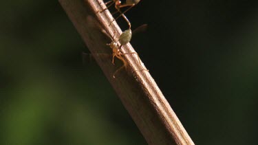 Weaver Ants crawling on a branch