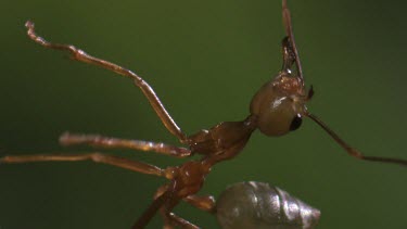 Close up of a Weaver Ant