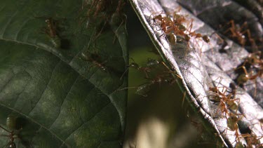 Close up of a Weaver Ant colony on a leaf