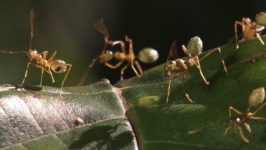 Close up of a Weaver Ant colony on a leaf