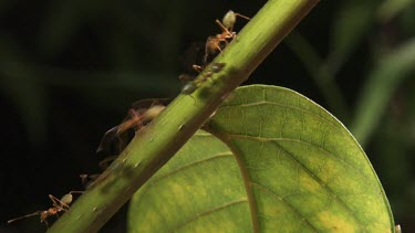 Weaver Ant colony on a plant