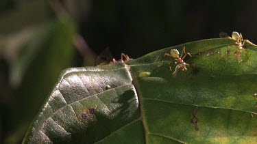 Close up of Weaver Ants crawling on a leaf