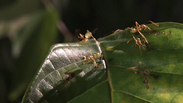 Close up of Weaver Ants crawling on a rotting leaf