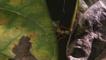 Close up of Weaver Ants crawling on a rotting leaf