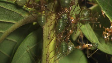 Close up of a Weaver Ant colony crawling on a plant