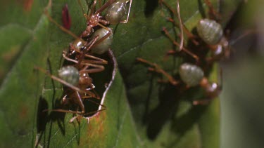 Close up of a Weaver Ant colony crawling on a plant